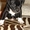 Щенки английского стаффордширского бультерьера - Изображение #2, Объявление #110982