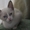 Продам котят от питерского сфинкса, но волосатых, возраст полтора месяца, приуче - Изображение #3, Объявление #110724