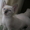 Продам котят от питерского сфинкса, но волосатых, возраст полтора месяца, приуче - Изображение #2, Объявление #110724