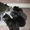 Подарю котят 3 кошечки и кот - Изображение #1, Объявление #149952