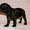 Родились щенки Стаффордширского бультерьера 18.12.2010. - Изображение #1, Объявление #161664