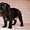 Родились щенки Стаффордширского бультерьера 18.12.2010. - Изображение #3, Объявление #161664