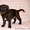 Родились щенки Стаффордширского бультерьера 18.12.2010. - Изображение #4, Объявление #161664