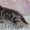 Шикарные британские котята  (резервирование) - Изображение #1, Объявление #162120