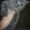 британские котятки 2011 - Изображение #1, Объявление #276827