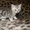Продам шотландских  котят - Изображение #3, Объявление #267676