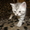 Продам шотландских  котят - Изображение #4, Объявление #267676