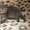 Продам шотландских  котят - Изображение #1, Объявление #267676