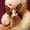 Котеночек Канадского сфинкса - Изображение #1, Объявление #486867