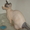 Котеночек Канадского сфинкса - Изображение #3, Объявление #486867