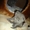Продам котят Скоттиш-фолд и Скоттиш страйт - Изображение #3, Объявление #709262