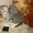 Продам котят Скоттиш-фолд и Скоттиш страйт - Изображение #2, Объявление #709262