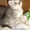 Продам котят Скоттиш-фолд и Скоттиш страйт - Изображение #1, Объявление #709262