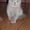 Продам чудесного Шотландского котенка - Изображение #2, Объявление #919089