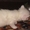 Ангорские котята, 1 месяц - Изображение #1, Объявление #934896