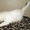 Ангорские котята, 1 месяц - Изображение #2, Объявление #934896