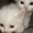 Ангорские котята, 1 месяц - Изображение #4, Объявление #934896