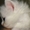 Ангорские котята, 1 месяц - Изображение #5, Объявление #934896