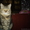 Сибирские котята из питомника "Краса Сибири" - Изображение #3, Объявление #1002537