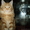 Сибирские котята из питомника "Краса Сибири" - Изображение #5, Объявление #1002537