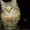 Сибирские котята из питомника "Краса Сибири" - Изображение #1, Объявление #1002537