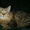 Сибирские котята из питомника "Краса Сибири" - Изображение #6, Объявление #1002537