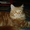 Сибирские котята из питомника "Краса Сибири" - Изображение #4, Объявление #1002537