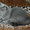 Питомник Imperial Cat предлагает британских котят  - Изображение #2, Объявление #1051276