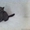 Питомник Imperial Cat предлагает британских котят  - Изображение #1, Объявление #1051276