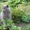 Питомник Imperial Cat предлагает британских котят  #1051276