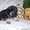 Продаются щенки ВЕО от Лучших производителей Сибири - Изображение #3, Объявление #1130583