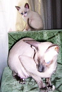 Продам котят от питерского сфинкса, но волосатых, возраст полтора месяца, приуче - Изображение #1, Объявление #110724
