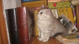 Отдам в заботливые руки сибирских котят - Изображение #1, Объявление #120361