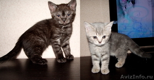 Продам клубных шотландских котят - Изображение #1, Объявление #155144