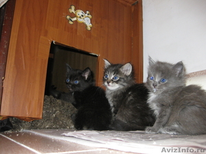 Подарю котят 3 кошечки и кот - Изображение #2, Объявление #149952