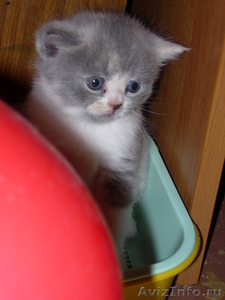 британские котятки 2011 - Изображение #2, Объявление #276827