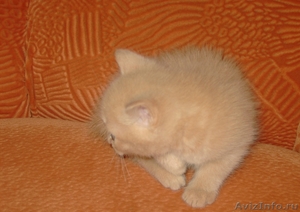 Британские плюшевые котята недорого! - Изображение #2, Объявление #286652