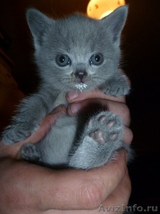 Продам британского котенка,девочка 1,5 месяца.Голубой окрас. - Изображение #1, Объявление #385983