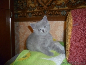 Продам британского котенка,девочка 1,5 месяца.Голубой окрас. - Изображение #2, Объявление #385983