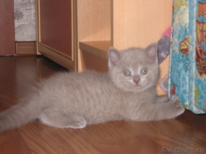 Продам чудесного Шотландского котенка - Изображение #1, Объявление #919089