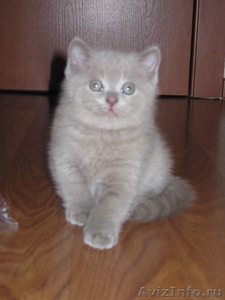 Продам чудесного Шотландского котенка - Изображение #2, Объявление #919089