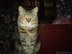 Сибирские котята из питомника "Краса Сибири" - Изображение #3, Объявление #1002537