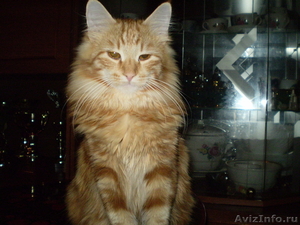Сибирские котята из питомника "Краса Сибири" - Изображение #5, Объявление #1002537