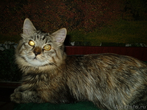 Сибирские котята из питомника "Краса Сибири" - Изображение #2, Объявление #1002537