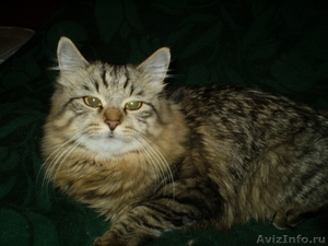 Сибирские котята из питомника "Краса Сибири" - Изображение #6, Объявление #1002537