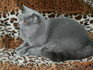 Питомник Imperial Cat предлагает британских котят  - Изображение #2, Объявление #1051276