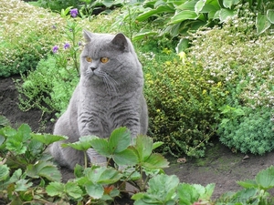 Питомник Imperial Cat предлагает британских котят  - Изображение #3, Объявление #1051276